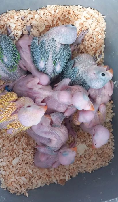 Ring Necks Domesticados ( Loja Profissional )