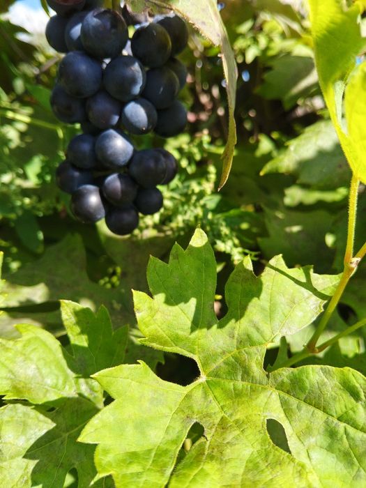 Winogrono Rondo Napisz