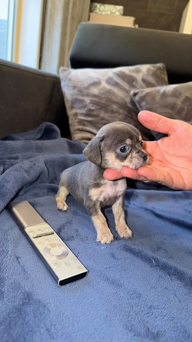 Chihuahua top top