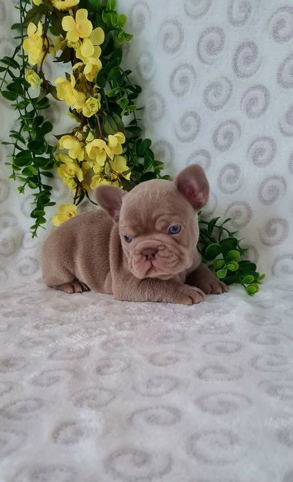 Excelente Isabella Bulldog/Bouledogue Frances de Qualidade