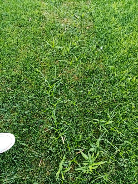 Relva barata tapete natural