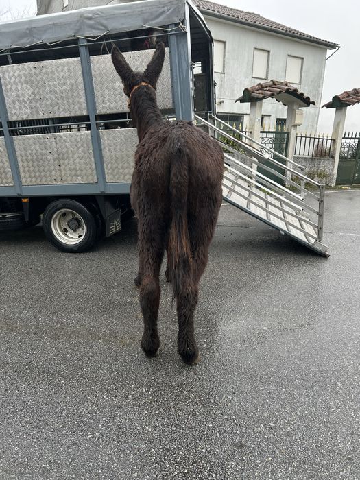 Burra Cruzada Mirandesa