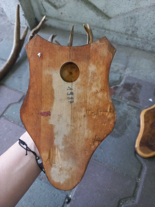 rogi zwierzęce cena za zestaw