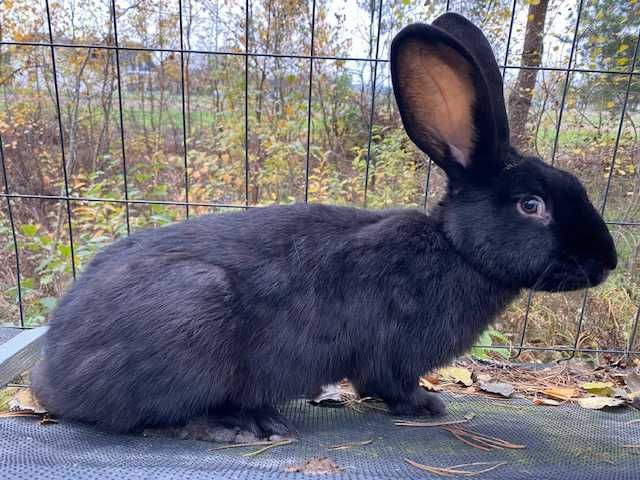 Królik samce Srokacz i Baran