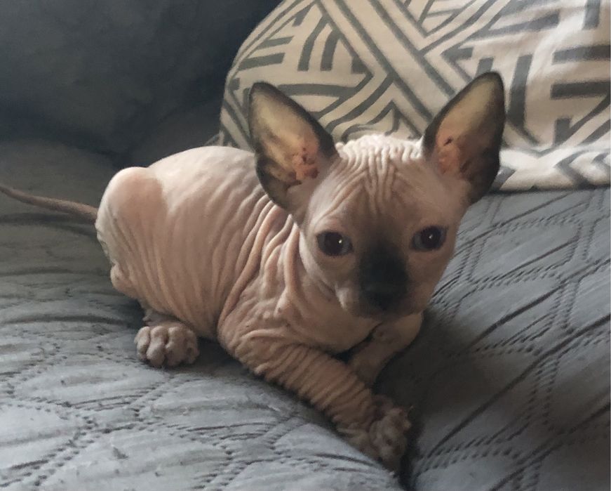 Котята канадского сфинкса