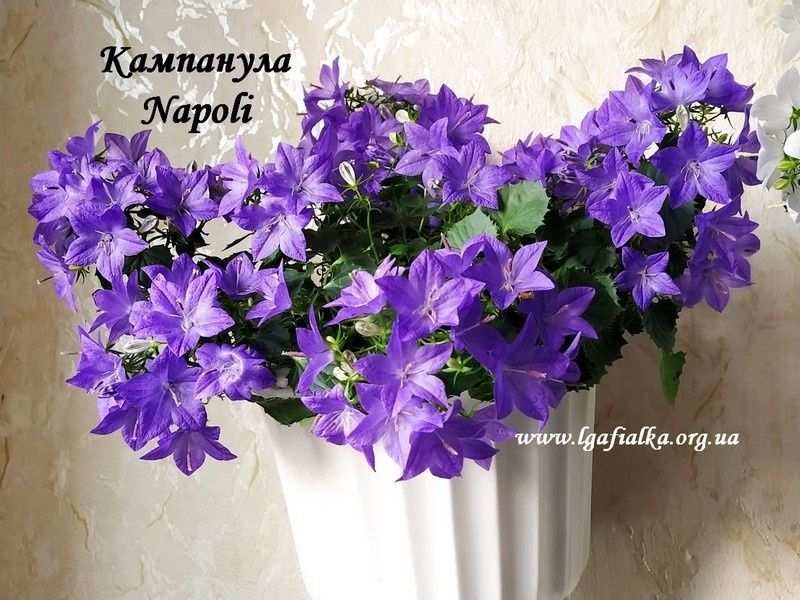 Кампанула кімнатна