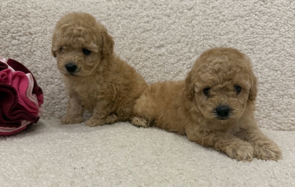 Кукольные две девочки той пудель!