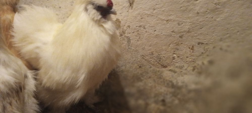 Koguty Siłka Jedwabista