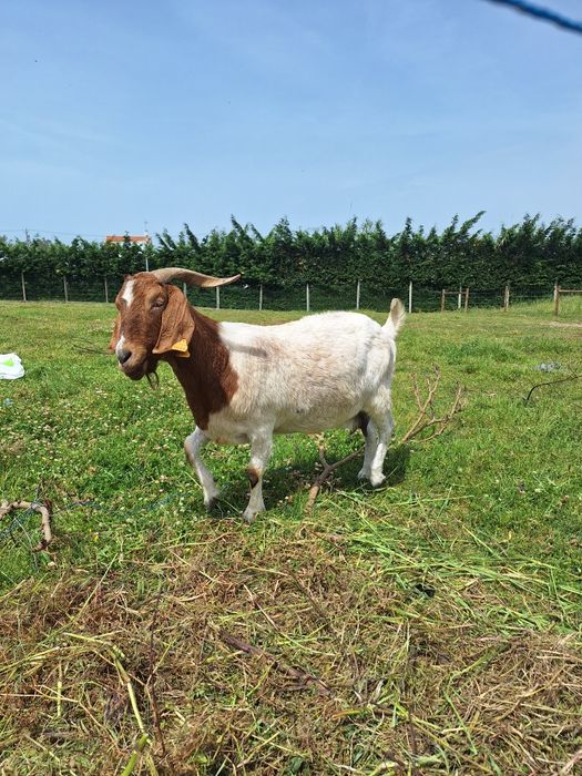 Vendo Cabras boer fêmeas
