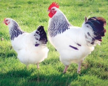 Кури породи сірошейкв