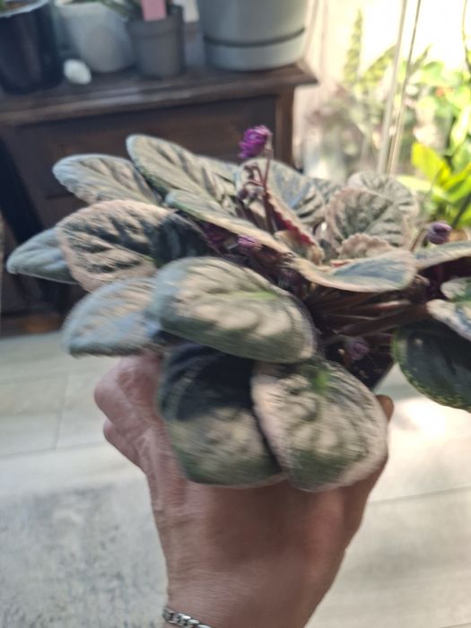 Fiołek Afrykański Veriegata