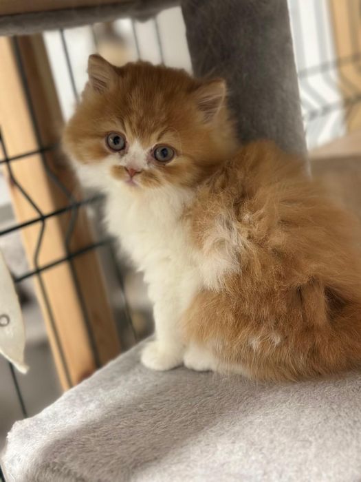 Śliczny Kocurek długowłosy REZERWACJA