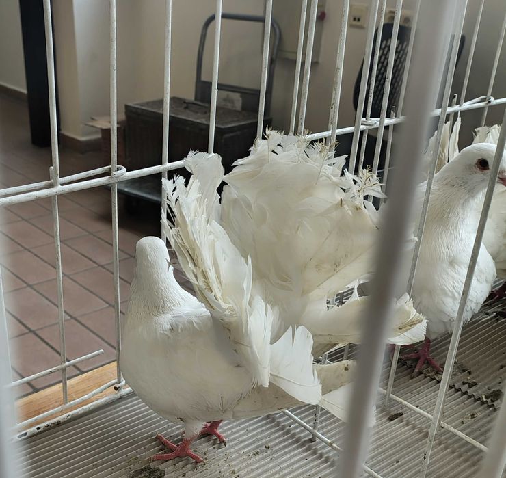 Gołębie pawiki  samce samice