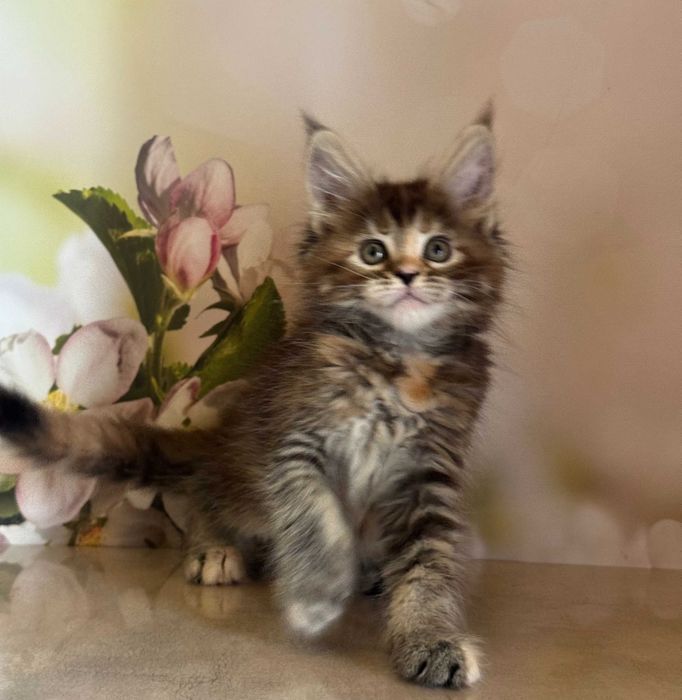 Koteczka Maine Coon Blair