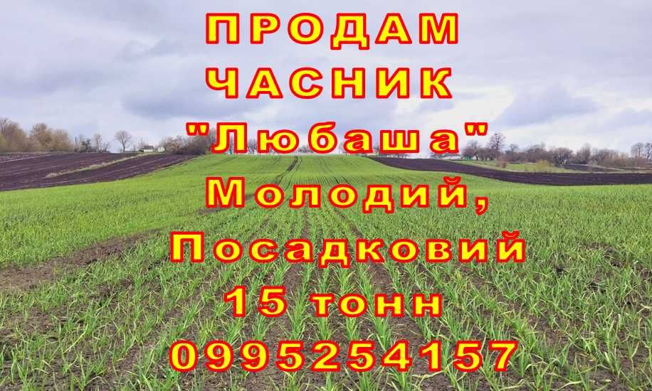 14 тонн ПРОДАМ ЧАСНИК Любаша Посадковий матеріал, Молодий Озимий Оптом Чеснок Посадочный чеснок на посадку