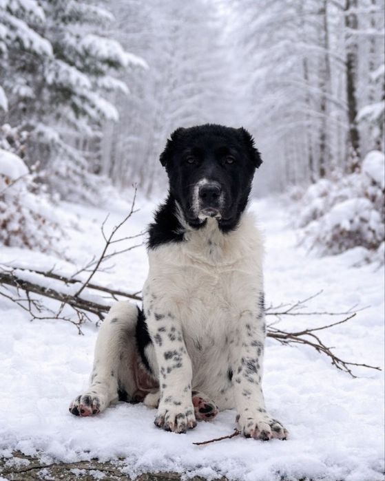 Щенки Алабая. Девочки.