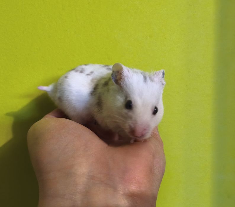 Chomik syryjski, chomik oswojony samiec z domowej hodowli