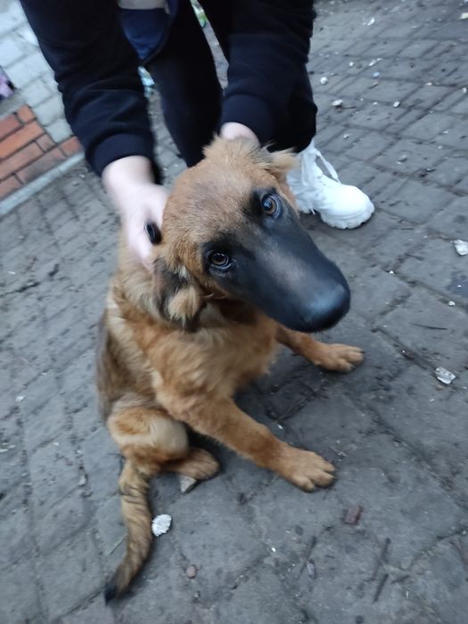 Ищут дом метисы овчарки. Щенки.