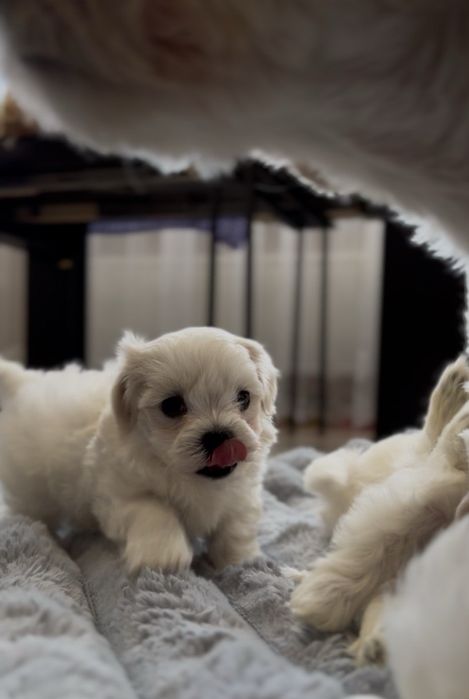 Продам ,мальтезе ,папа мини ,мама стандарт.и