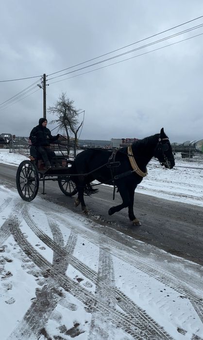 Wałach  Slaski Sprzedam