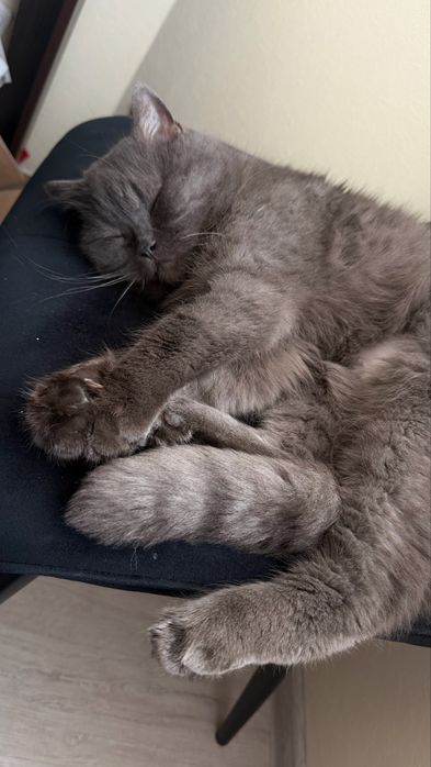 Віддам котика Британець