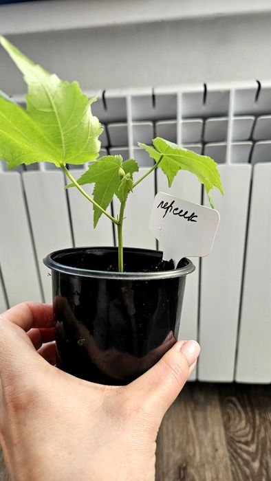 Домашні кімнатні квіти.