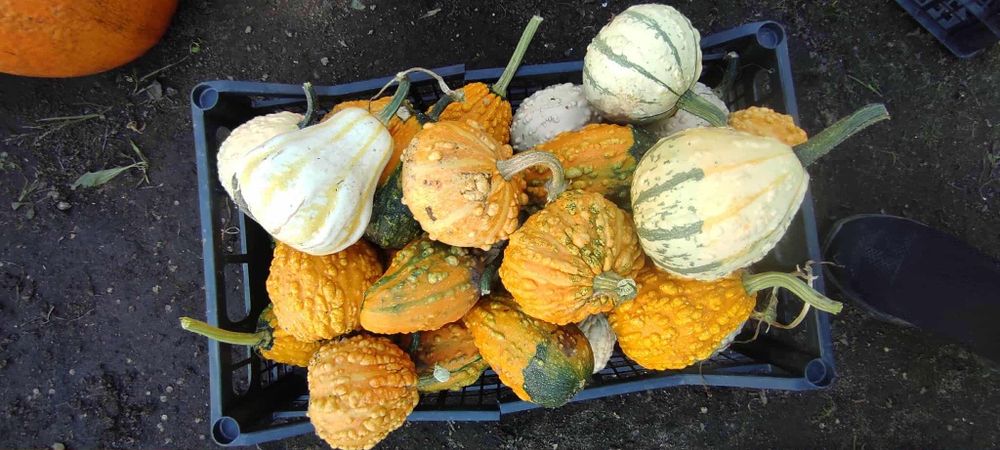 Dynia, dynie, dynie ozdobne
