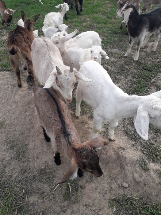 Sprzedam koźlęta mix An +saaneński