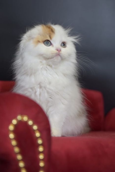 Kot szkocki zwisłouchy WCF