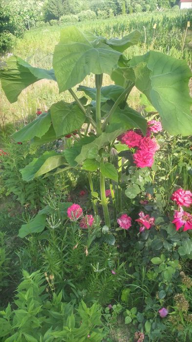 Drzewko tlenowe Paulownia