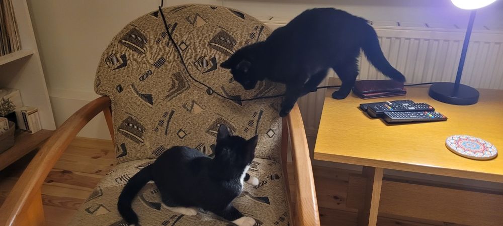 Czarne kocurki  czekają na dom