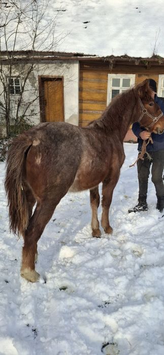 Deres slezky norick**