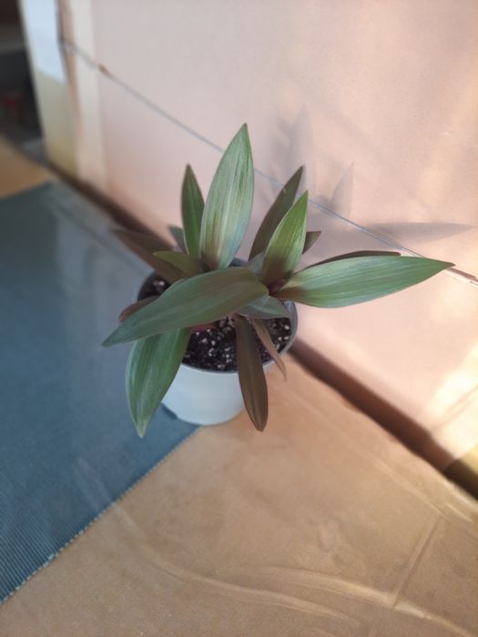 Trzykrotka ( reo meksykańskie