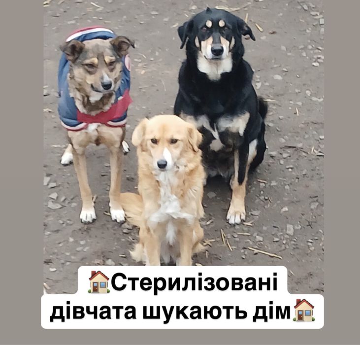Дівчата шукають дім. Стерилізовані