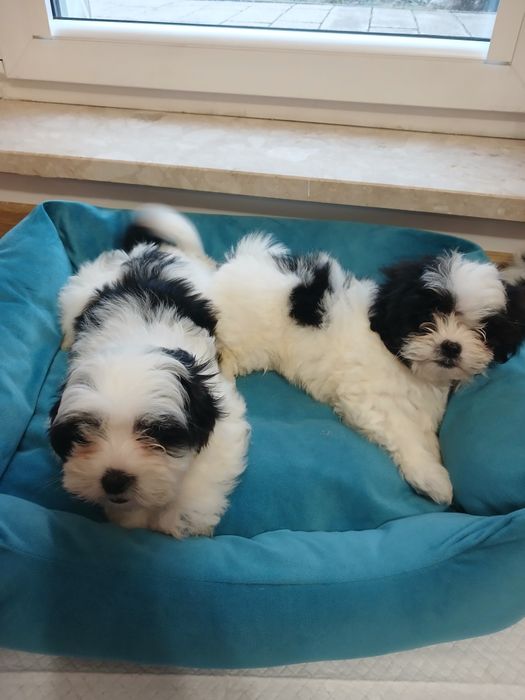 Szczeniak malshi aktualne