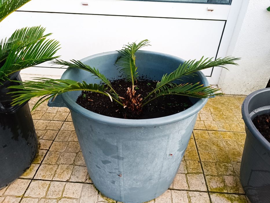 Cyca revoluta Para venda (várias)