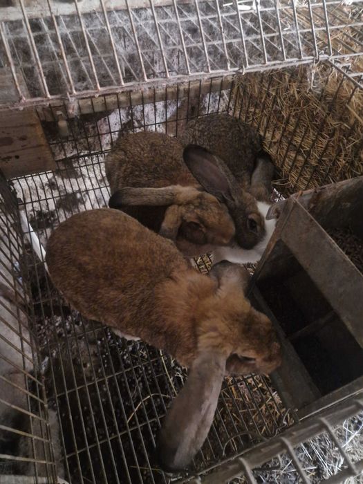 Coelhos raça grande