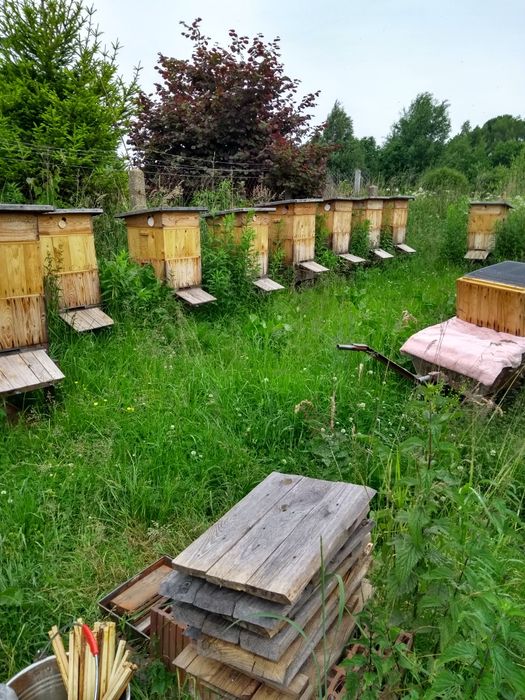 Sprzedam rodziny pszczele.