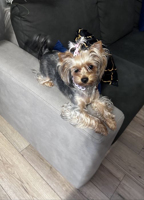 Szczeniaki yorkshire Terrier
