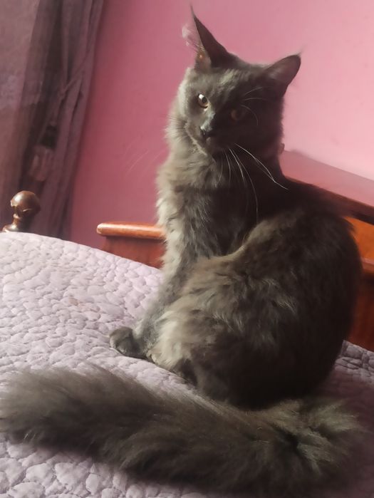 Голубий окрас.Дівчинка.