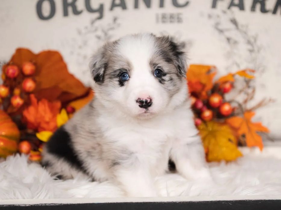 Border Collie Azul Merle