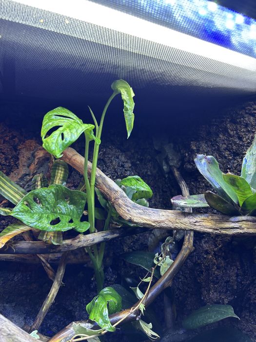 Paludarium 60x45x90