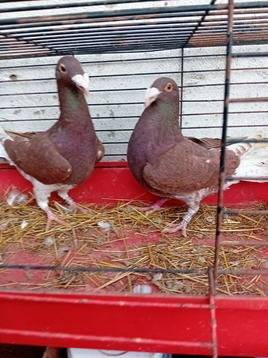 Gołębie Rzeszowskie samce