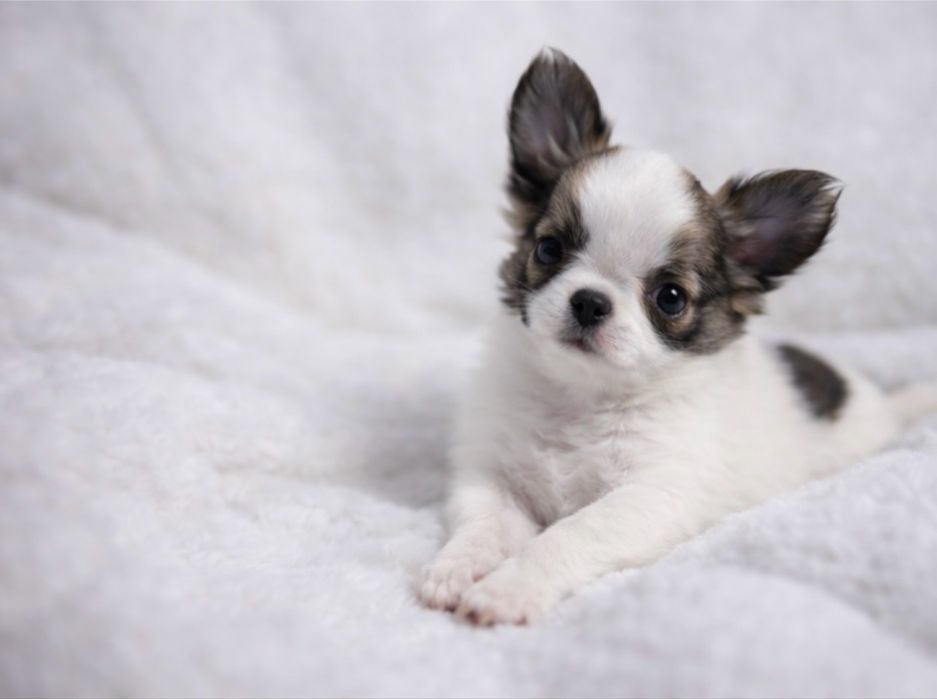 Unikatowa  Chihuahua  *GOTOWA DO ODBIORU*