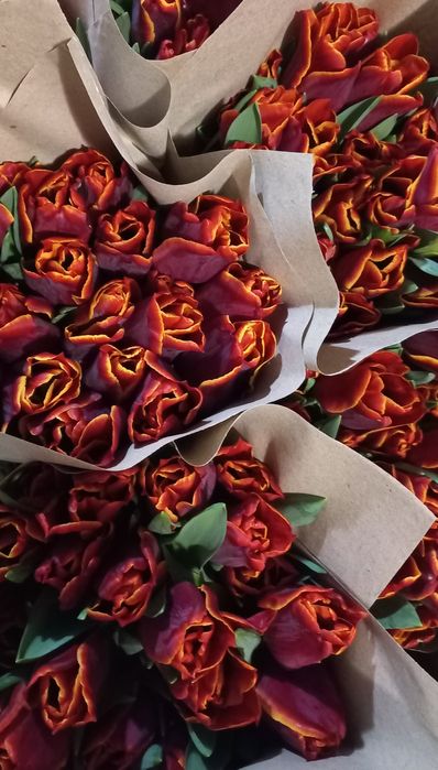 Продам тюльпани опт.