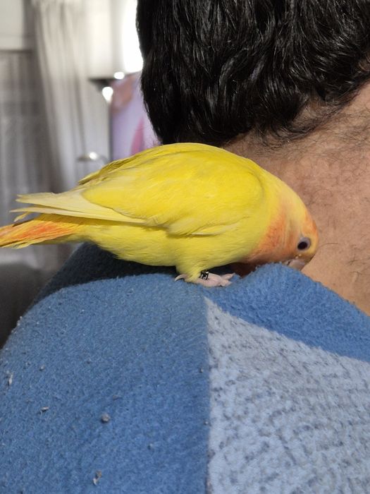 Agaporni Domesticado