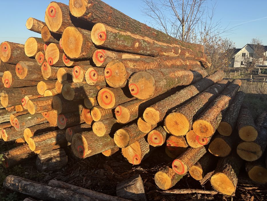 Olcha tartaczna transport