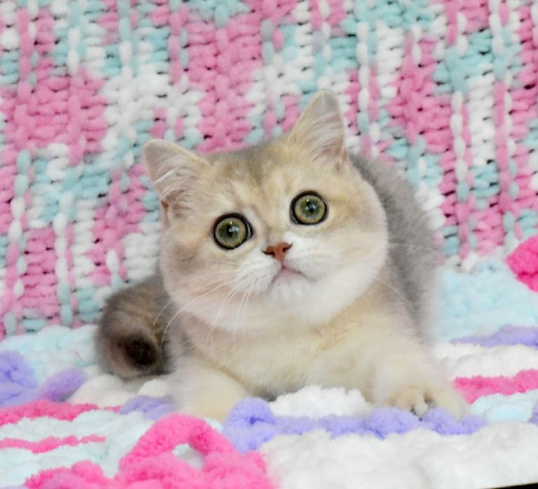 Золотая голубая шиншилла, кошечка, продажа