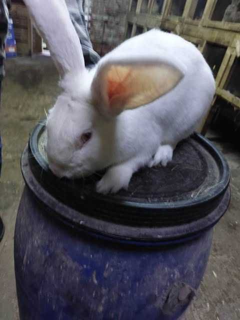 Sprzedam króliki belgi i srokacze.