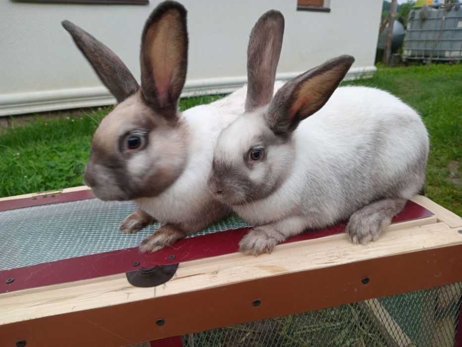 Кролі породи  Саландер